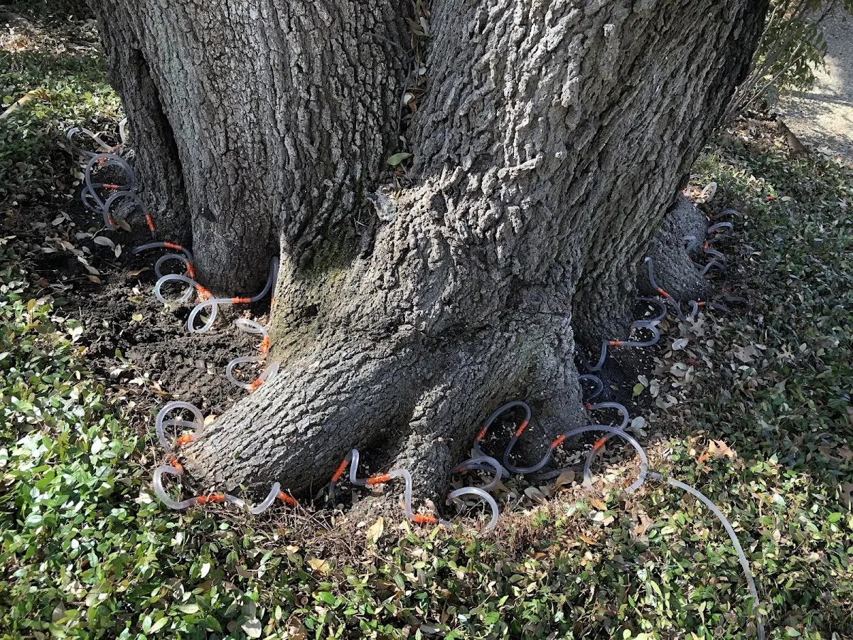 Detailed Tree Cabling and Bracing job site in Stanley