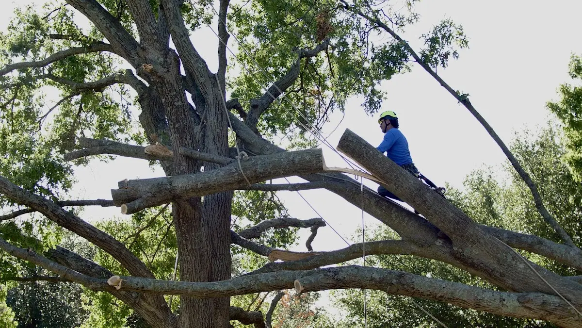 Professional Crown Thinning performed by certified arborists in Stanley