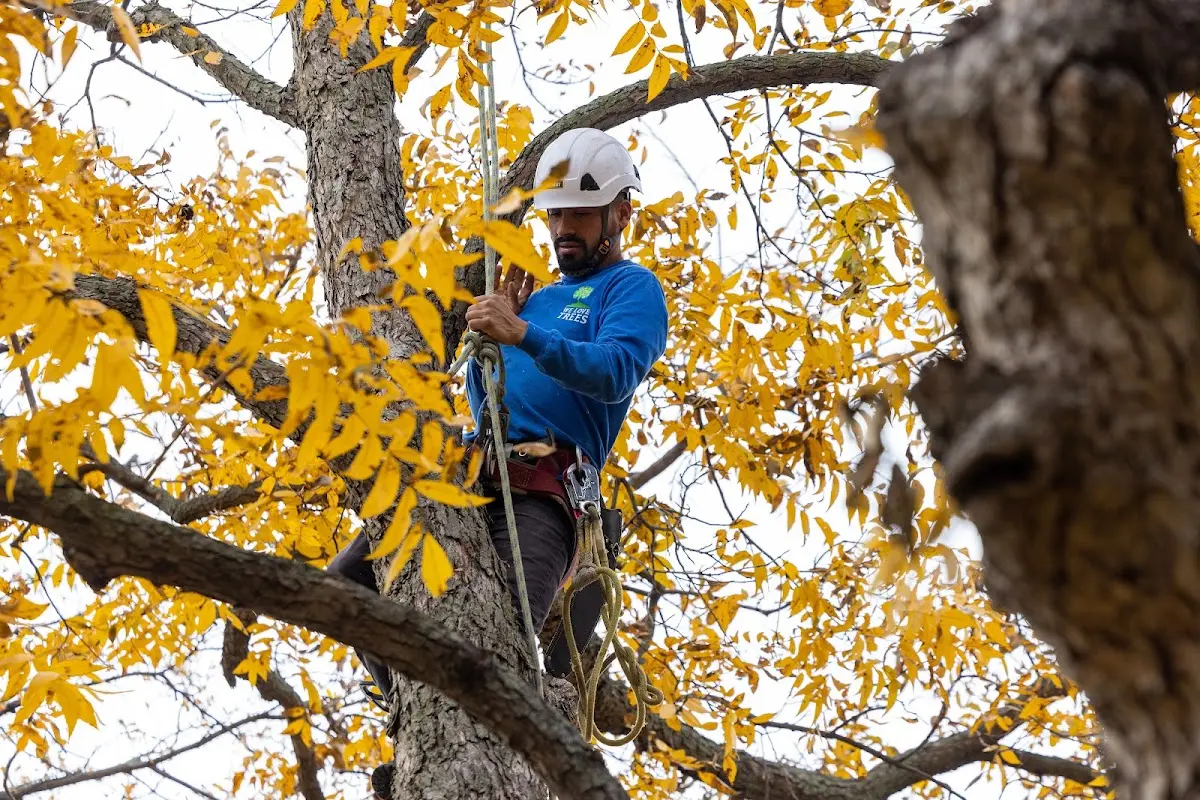 Skilled Dead Tree Removal crew working in Stanley