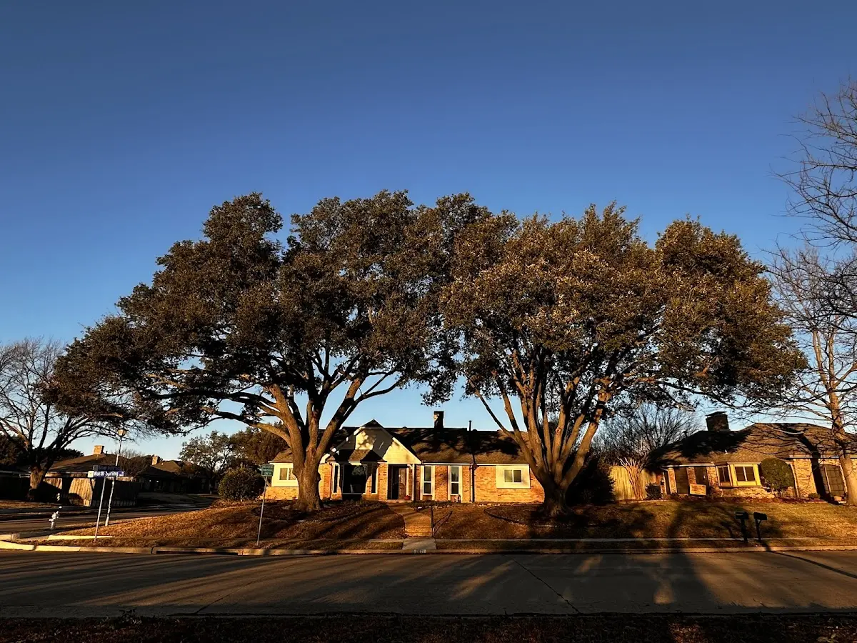 Established residential canopy tree shading a home in Stanley